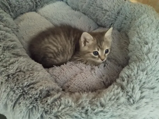 Отдам котенка в добрые руки Макеевка