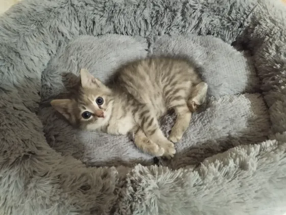 Отдам котенка в добрые руки Макеевка
