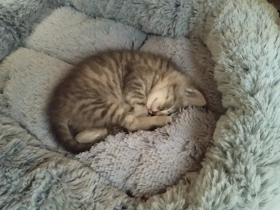 Отдам котенка в добрые руки Макеевка
