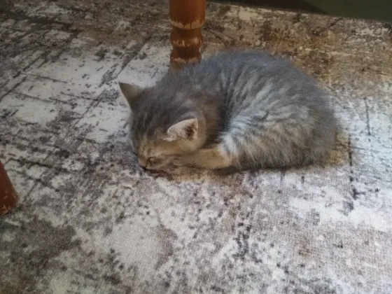 Отдам котенка в добрые руки Макеевка