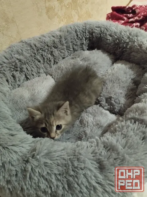 Отдам котенка в добрые руки Макеевка - изображение 2