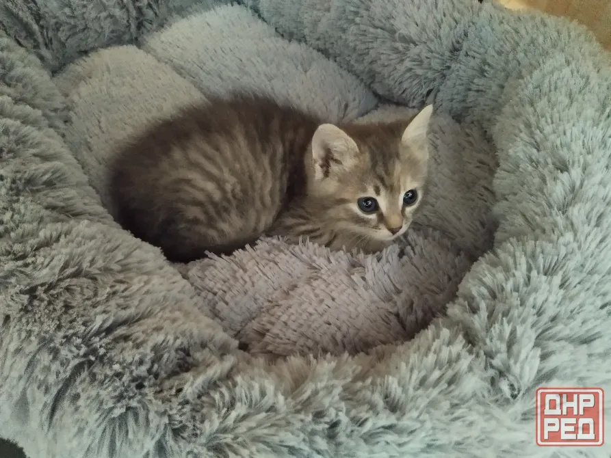 Отдам котенка в добрые руки Макеевка - изображение 3