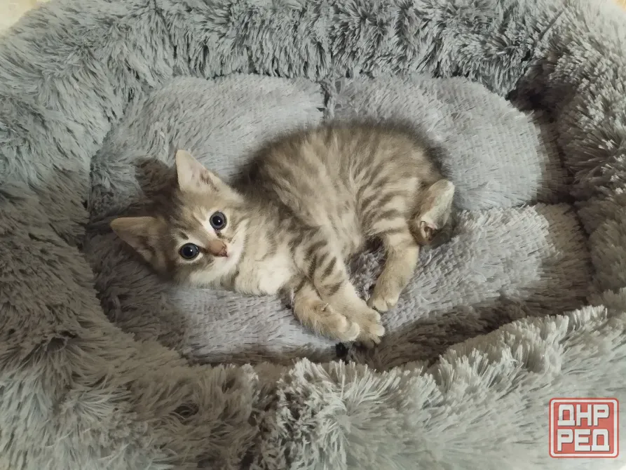 Отдам котенка в добрые руки Макеевка - изображение 1