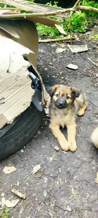 Щенок в поисках дома Донецк