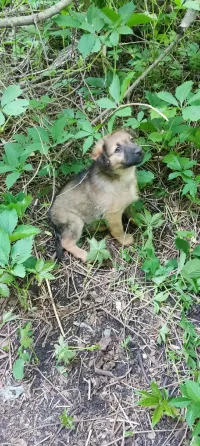 Щенок в поисках дома Донецк