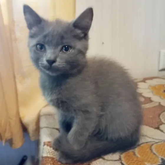 Котята в добрые руки Донецк