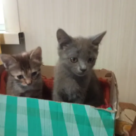 Котята в добрые руки Донецк