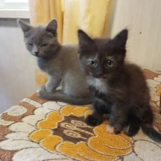 Котята в добрые руки Донецк