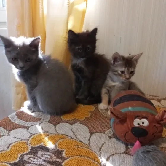 Котята в добрые руки Донецк