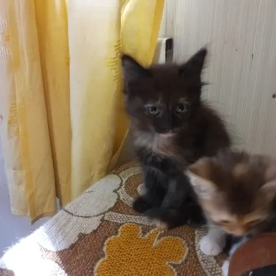Котята в добрые руки Донецк