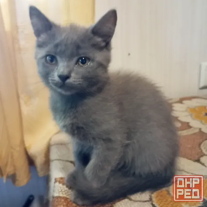 Котята в добрые руки Донецк - изображение 2