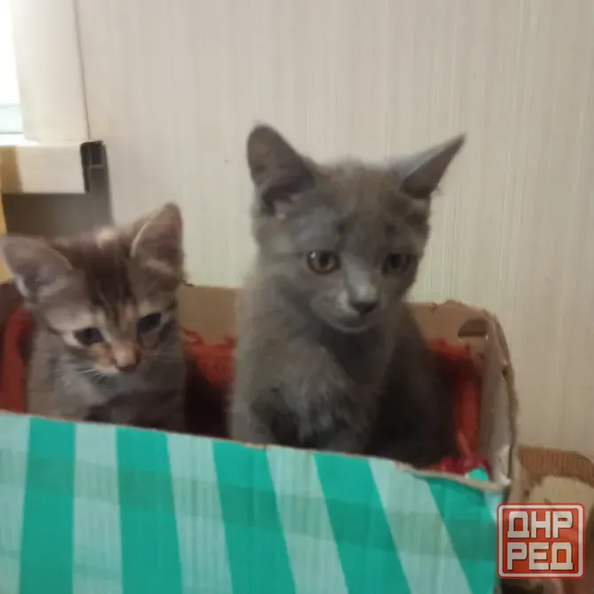 Котята в добрые руки Донецк - изображение 3