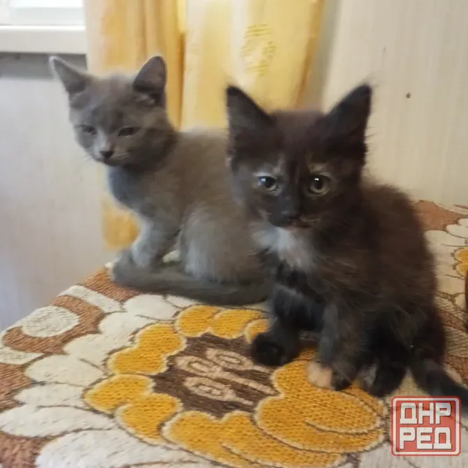 Котята в добрые руки Донецк - изображение 1