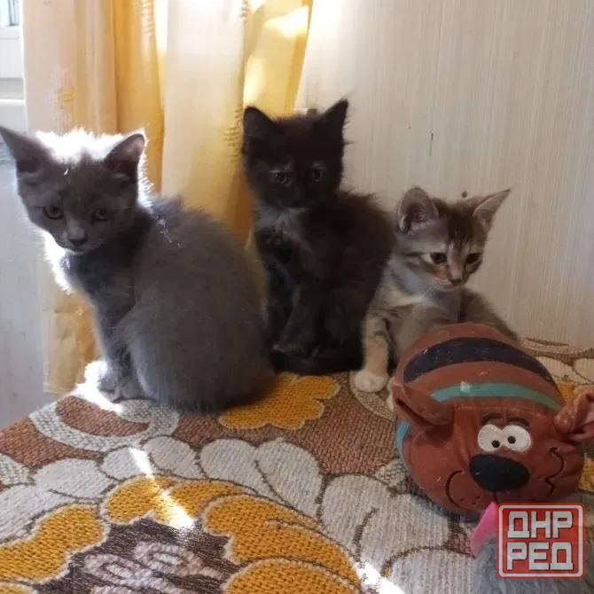 Котята в добрые руки Донецк - изображение 4