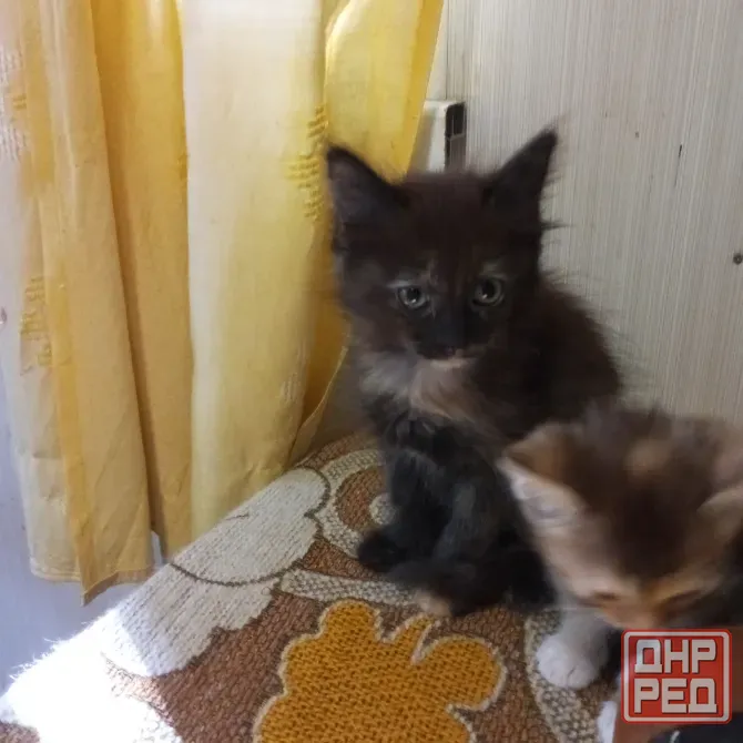 Котята в добрые руки Донецк - изображение 5