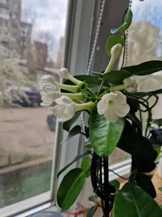 Стефанотис жасминовидный Макеевка