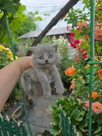 в добрые руки Макеевка