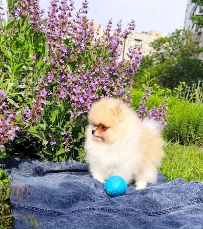 Померанский шпиц Донецк