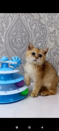 Золотой зеленоглазый Мальчик Макеевка