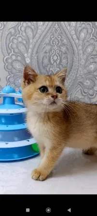 Золотой зеленоглазый Мальчик Макеевка