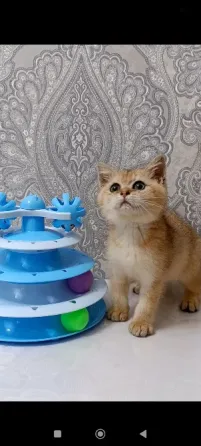 Золотой зеленоглазый Мальчик Макеевка