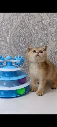 Золотой зеленоглазый Мальчик Макеевка