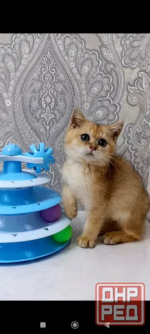 Золотой зеленоглазый Мальчик Макеевка - изображение 5