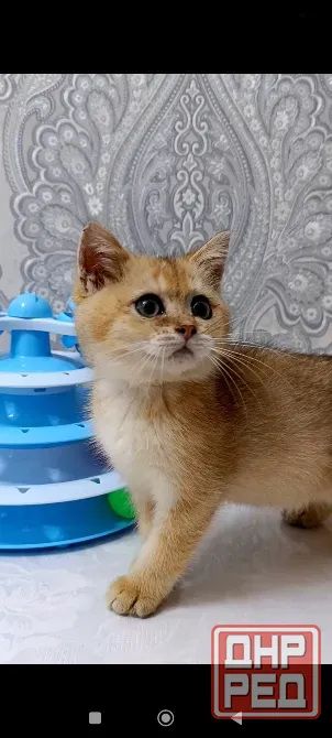 Золотой зеленоглазый Мальчик Макеевка - изображение 2