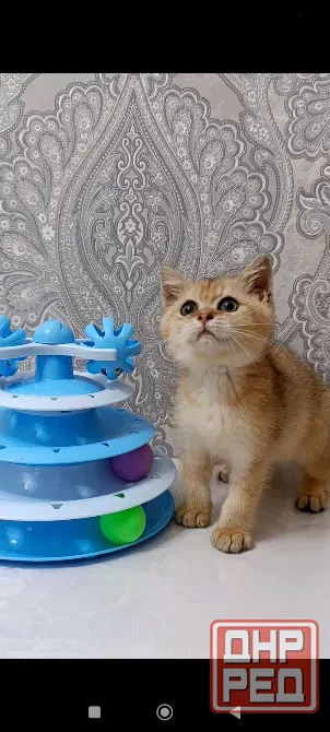 Золотой зеленоглазый Мальчик Макеевка - изображение 4