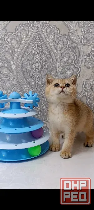 Золотой зеленоглазый Мальчик Макеевка - изображение 1