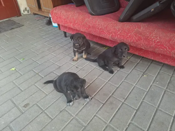 Отдам щенков в хорошие руки. Мама овчарка, папа "дворянин" Донецк