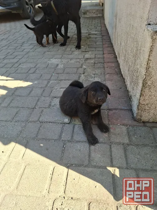 Отдам щенков в хорошие руки. Мама овчарка, папа "дворянин" Донецк - изображение 2
