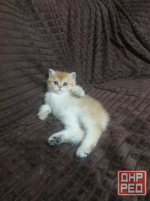 Готовиться к продаже золотая шиншилла.Мальчик. Донецк - изображение 1