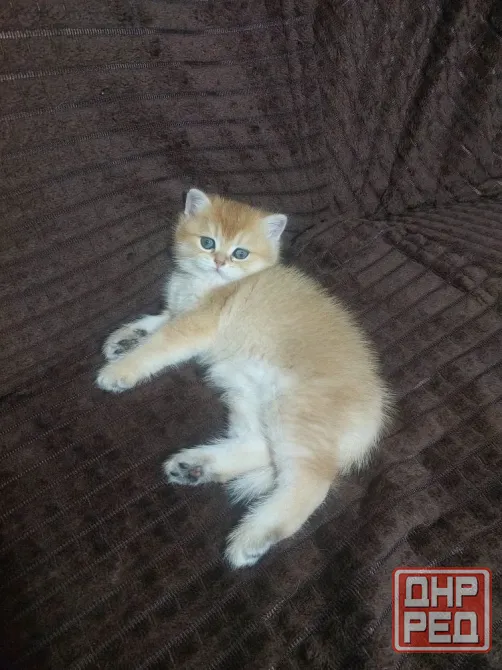 Готовиться к продаже золотая шиншилла.Мальчик. Донецк - изображение 3