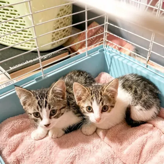 Котята бразильские табби Донецк