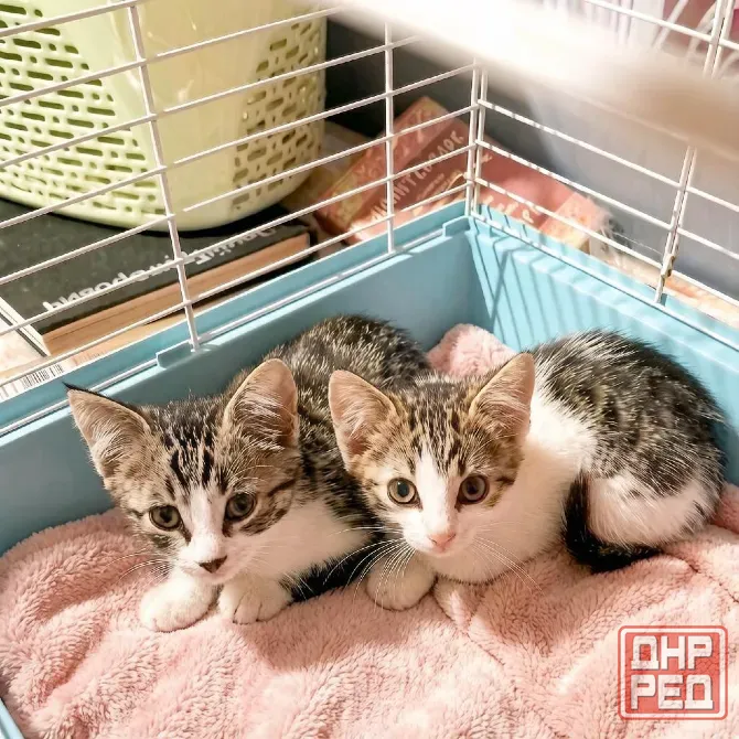 Котята бразильские табби Донецк - изображение 1