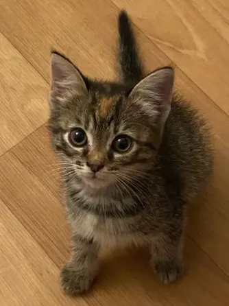Котёнок Макеевка