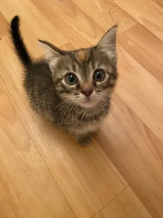 Котёнок Макеевка