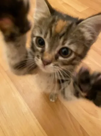 Котёнок Макеевка