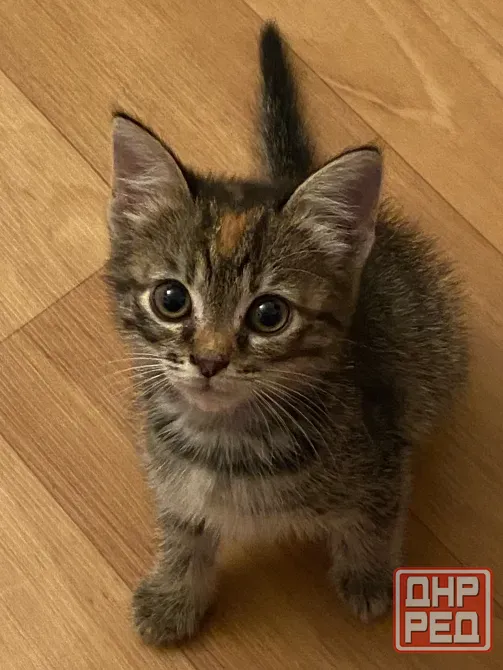 Котёнок Макеевка - изображение 1