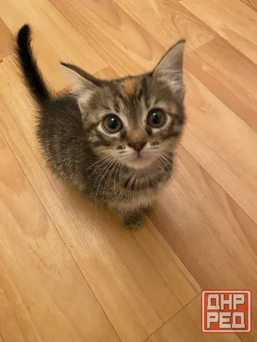 Котёнок Макеевка - изображение 2