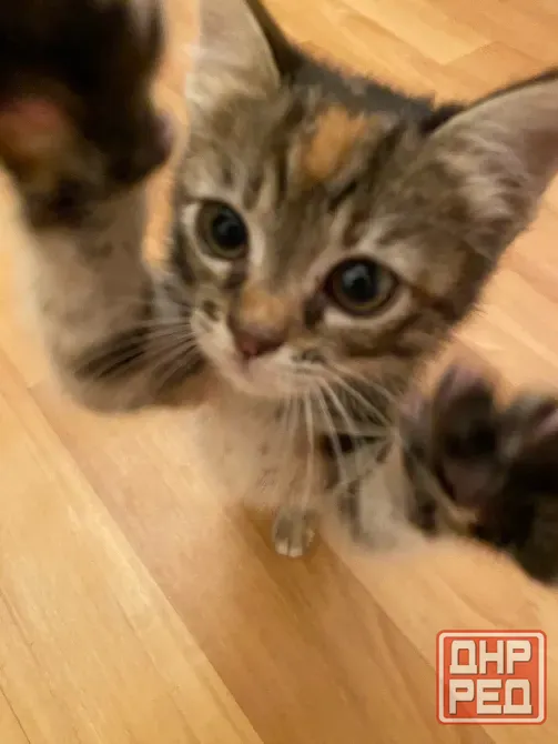 Котёнок Макеевка - изображение 3