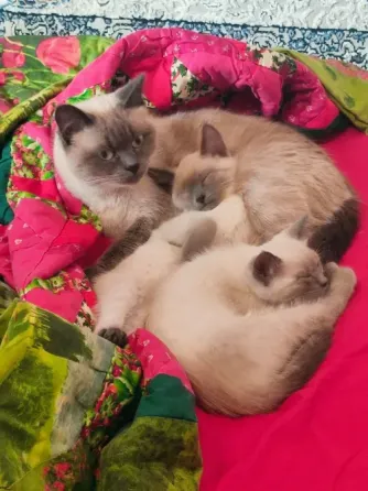 Котята Невской Маскарадной породы ждут хозяев Донецк