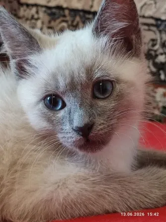 Котята Невской Маскарадной породы ждут хозяев Донецк