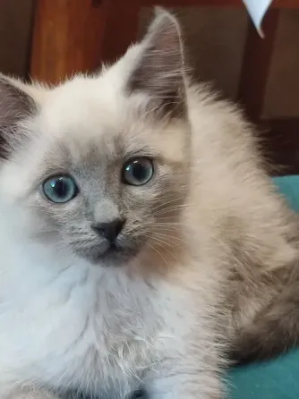Котята Невской Маскарадной породы ждут хозяев Донецк