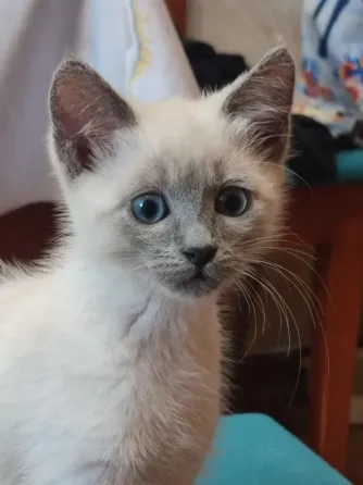 Котята Невской Маскарадной породы ждут хозяев Донецк