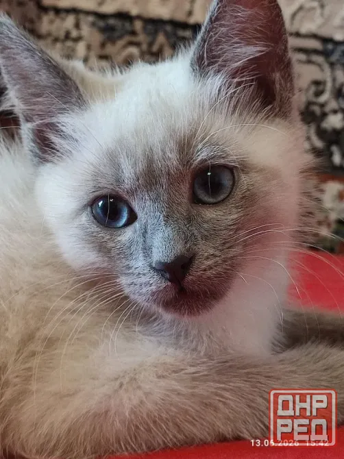 Котята Невской Маскарадной породы ждут хозяев Донецк - изображение 2