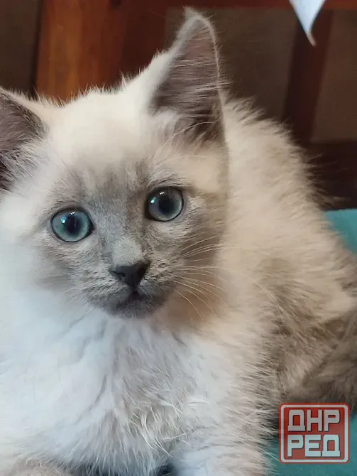 Котята Невской Маскарадной породы ждут хозяев Донецк - изображение 3