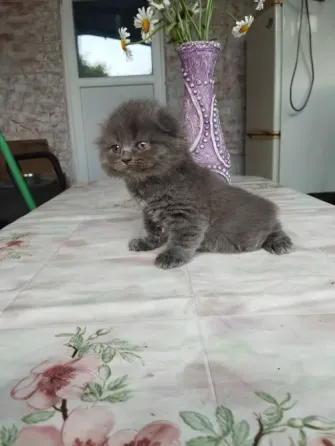 Шотландские котята Донецк