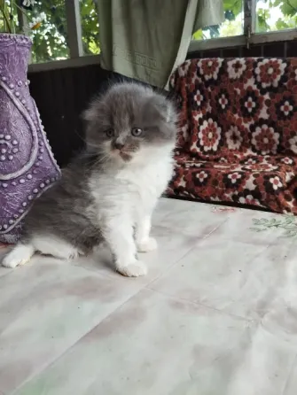 Шотландские котята Донецк